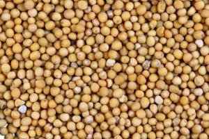 mustard seeds