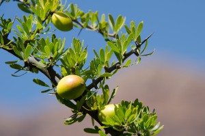 How Argan Oil Can Help with Hair Fall Issues in Dubai