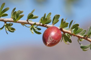 argan oil for hair damage