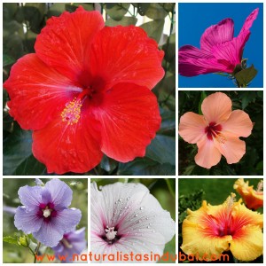 hibiscus for hair growth and strengthening hair