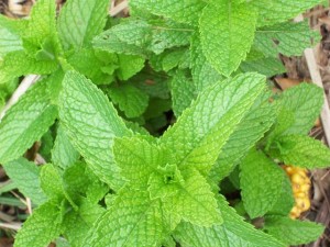 mint leaf smoothies