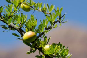 How Argan Oil Can Help with Hair Damage Issues in Dubai