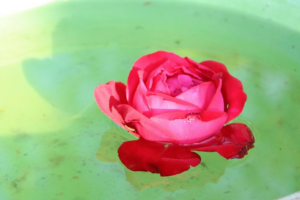 Use Rose water to Combat Common Skin Care Issues