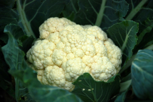 How Cauliflower Can Help You Improve Your Hair loss Issues