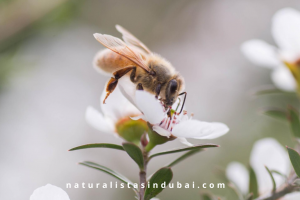 bee on Manuka flower
