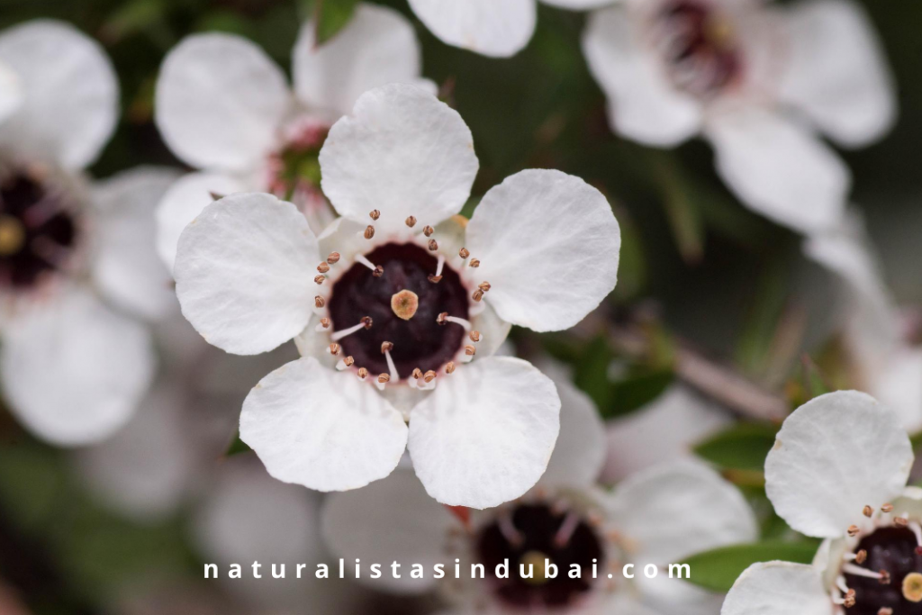 Manuka Flower