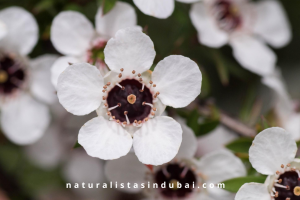 Manuka Flower